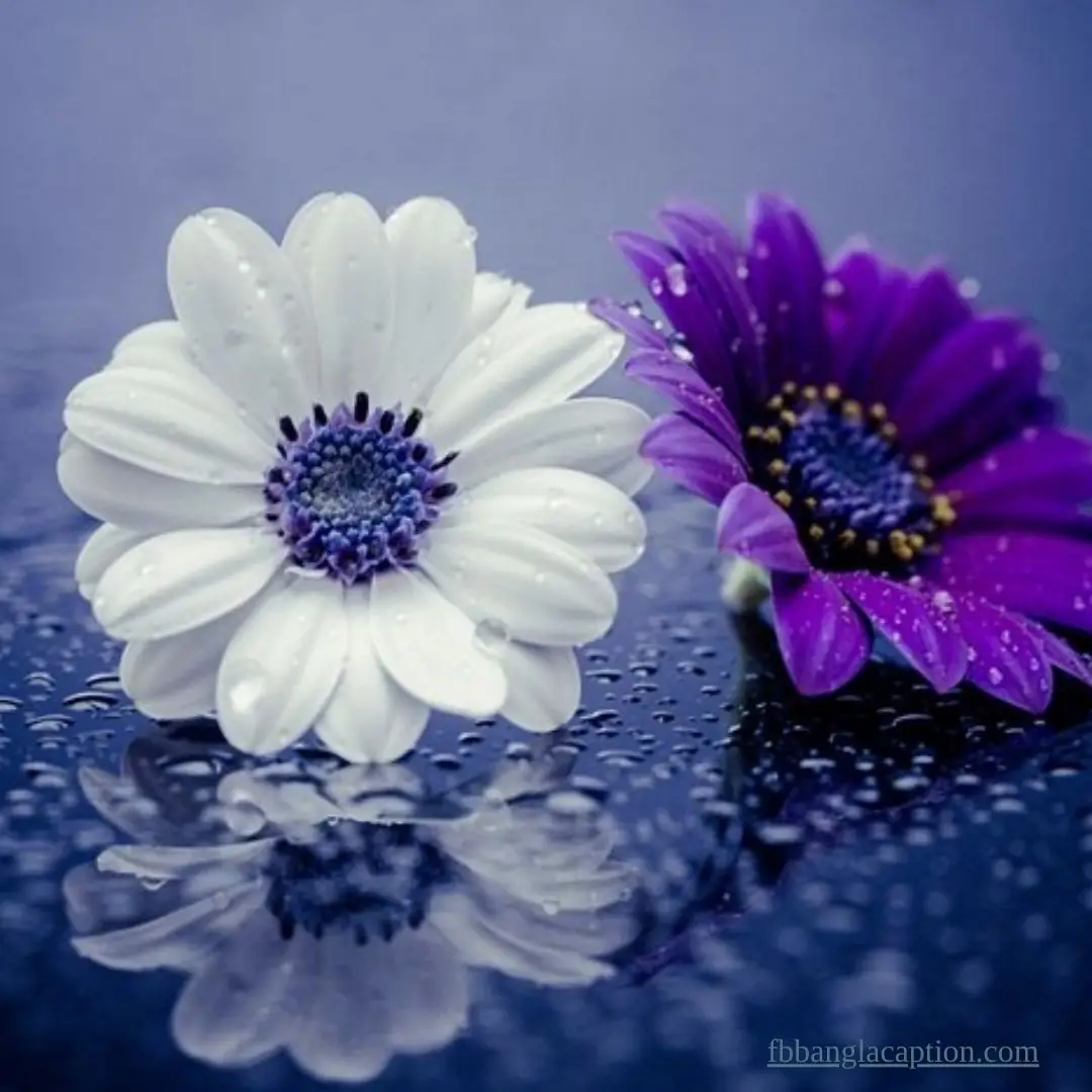 ফুল নিয়ে ক্যাপশন