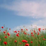 কাব্যিক ক্যাপশন