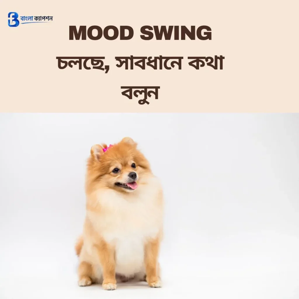 বাংলা ফানি স্ট্যাটাস