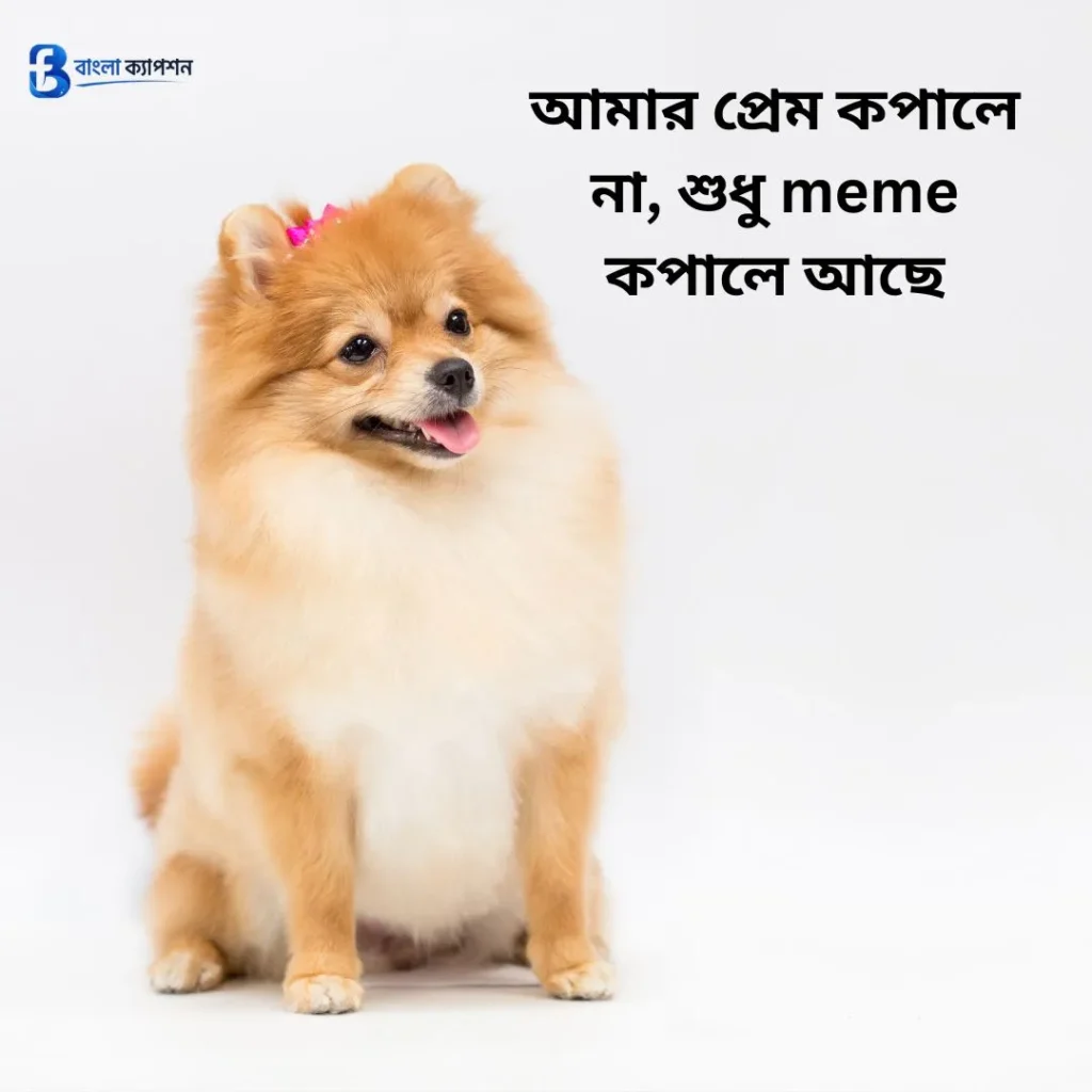 বাংলা ফানি স্ট্যাটাস