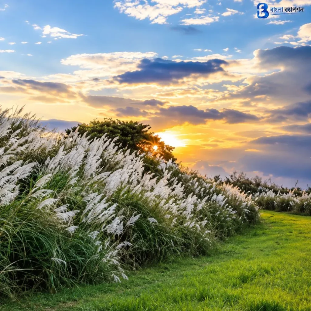 কাশফুল নিয়ে ক্যাপশন
